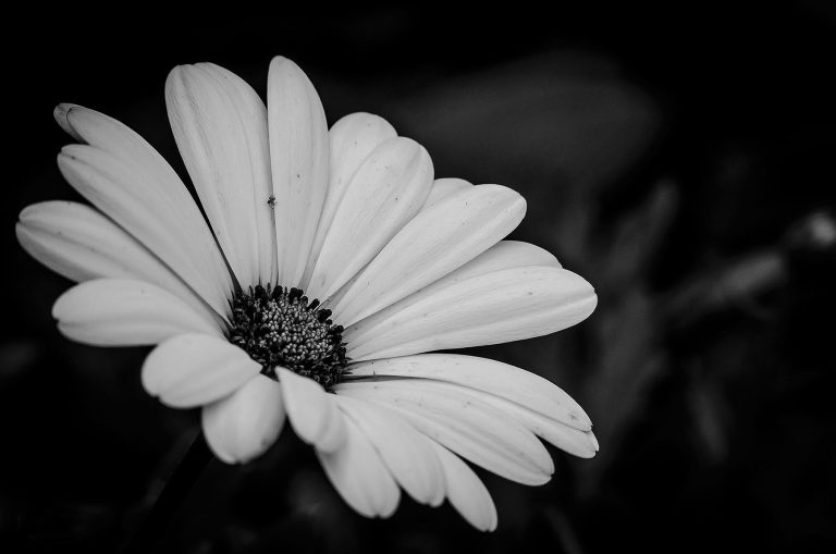 black and white daisy website
