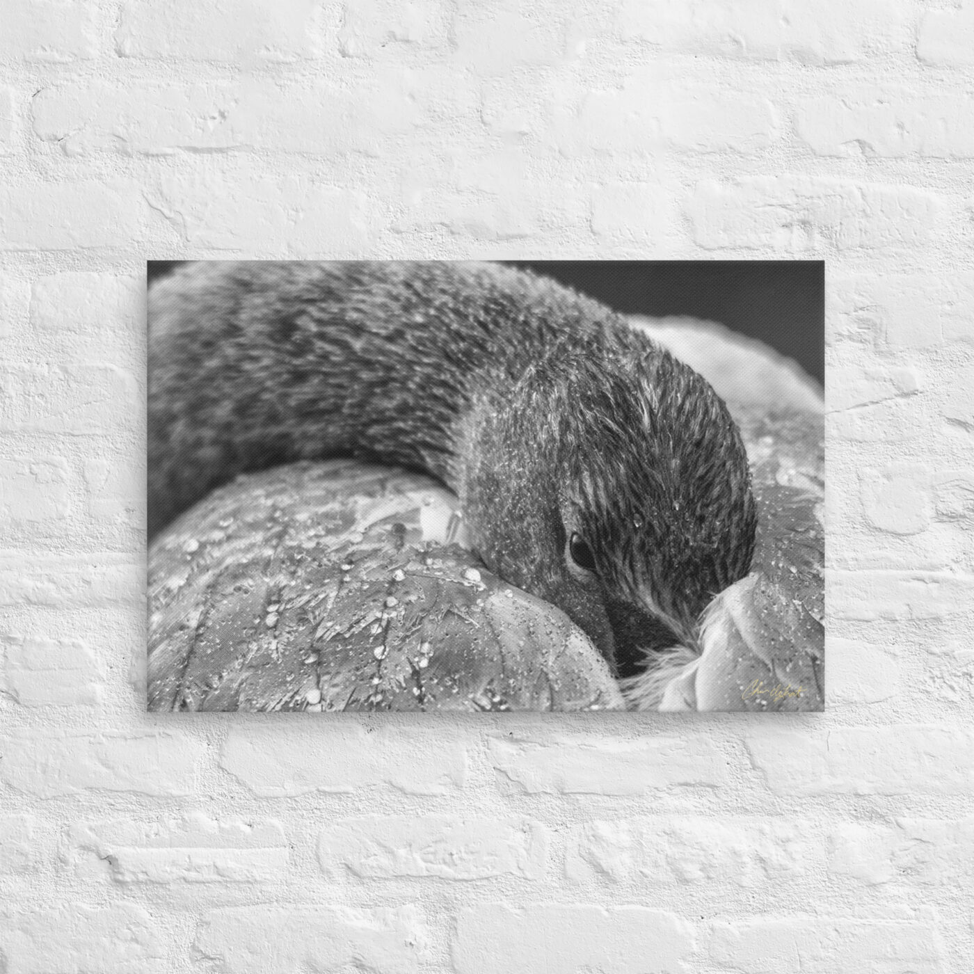 Swan (Black & White) - Image 2